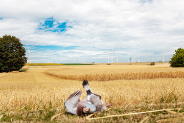 dead mowed bird. died dove bird in foreground on freshly mowed wheat field. Harvesting the wheat. Agriculture. 