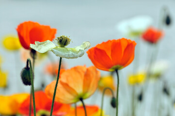 blossoming poppy flowers