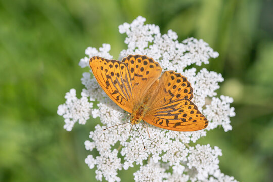 Male silver-washed fritillary butterfly (Argynnis paphia). Blac androconia scales on the dorsal side.