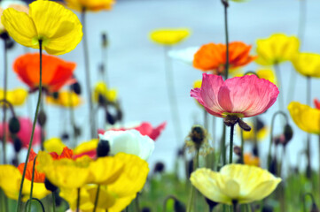 blossoming poppy flowers