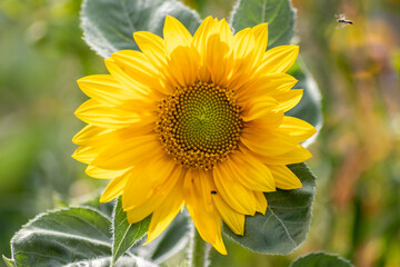 Beautiful yellow sunflower showing its natural beauty with the yellow petals and growing sunflower seeds and offering nectar and pollen for insects as bees and bumblebees in the summer