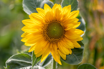 Beautiful yellow sunflower showing its natural beauty with the yellow petals and growing sunflower seeds and offering nectar and pollen for insects as bees and bumblebees in the summer