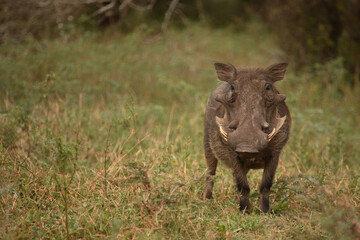 Warzenschwein / Warthog / Phacochoerus africanus
