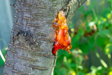 Gum on damaged bark of cherry tree. Gum treatment of stone trees