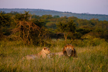 Lion male and female pairing during sunset in South Africa Thanda Game reserve Kwazulu Natal....