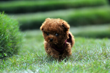 Lovely doggy on lawn