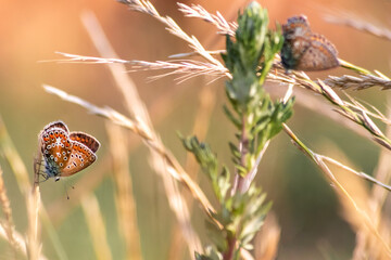 Couple of brown butterflies on summer grass shows a beautiful mating behavior of butterflies with...