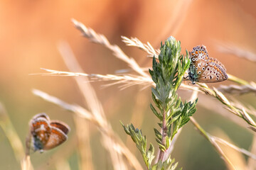 Couple of brown butterflies on summer grass shows a beautiful mating behavior of butterflies with brown wings in spring and summer representing lightness, lifetime and a light summer love dream - obrazy, fototapety, plakaty