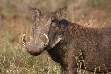 Warzenschwein / Warthog / Phacochoerus africanus