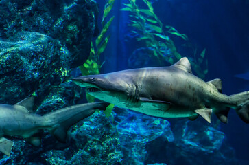 Fototapeta na wymiar Shark swims among seaweed in the shallows of the sea.