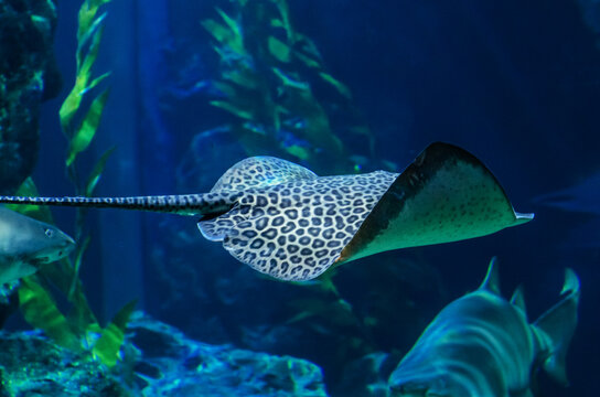 An electric stingray swims among algae in shallow water.