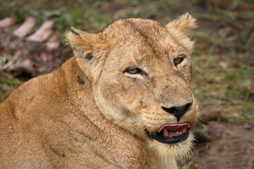 Afrikanischer Löwe / African Lion / Panthera Leo