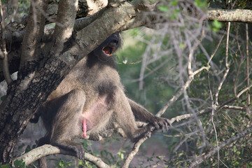 Obraz premium Grüne Meerkatze / Vervet Monkey / Cercopithecus aethiops