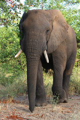 Fototapeta premium Afrikanischer Elefant / African elephant / Loxodonta africana