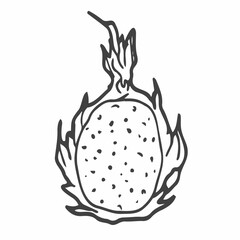 Pitaya dragon fruit graphic black white isolated sketch illustration vector