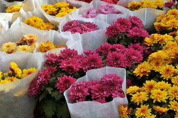 flowers in the market