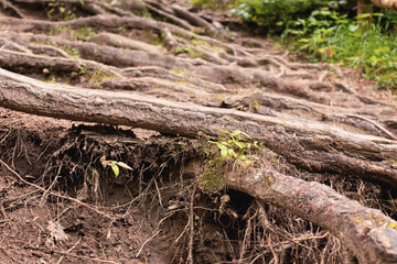 Low angle view of tree roots. Concept of peace, nature. Copy space.