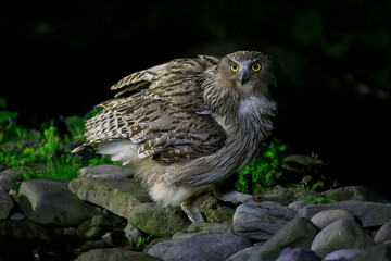 Blakiston's owl that came to catch river fish on a summer night in Rausu
