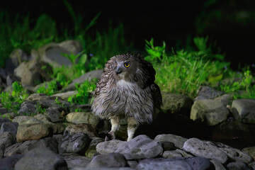 Blakiston's owl that came to catch river fish on a summer night in Rausu