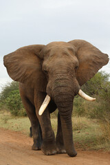 Afrikanischer Elefant / African elephant / Loxodonta africana