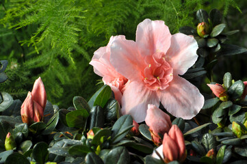 beautiful pink rhododendron flowers 
