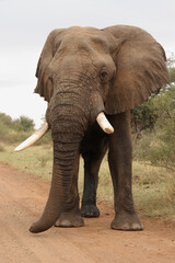 Obraz premium Afrikanischer Elefant / African elephant / Loxodonta africana