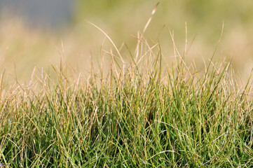 grass in the wind