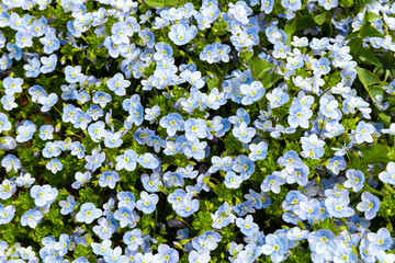 Background of blue wildflowers, wild plants.