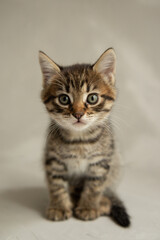Fototapeta na wymiar dark gray kitten sits on a gray background and looks at the camera 