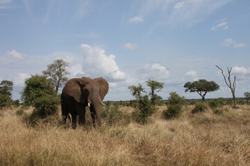 Obraz premium Afrikanischer Elefant / African elephant / Loxodonta africana