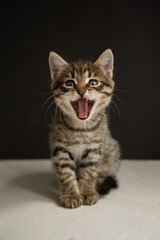 Fototapeta na wymiar yawning kitten sits on a black and gray background 