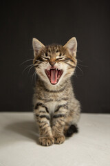 yawning kitten sits on a black and gray background
