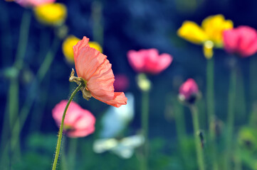 blossoming poppy flowers