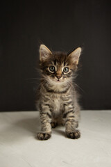 dark gray kitten sits on a gray background and looks at the camera
