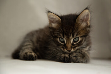 dark gray kitten sits on a black and gray background and looks at the camera
