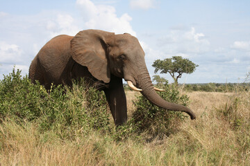 Afrikanischer Elefant / African elephant / Loxodonta africana