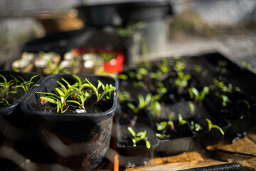 Seeds growing in compost in pot in Australia, green seedlings grow in soil in Hobart Tasmania 