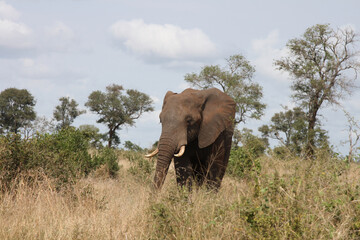 Obraz premium Afrikanischer Elefant / African elephant / Loxodonta africana