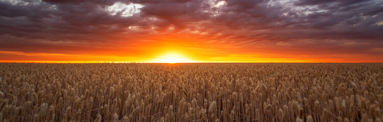 Fototapeta na wymiar A field of ripe wheat on the background of a bright sunset.