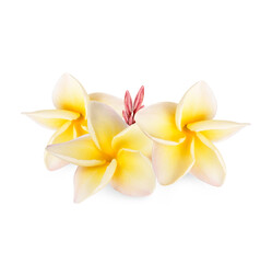 Yellow plumeria rubra flower isolated on white background