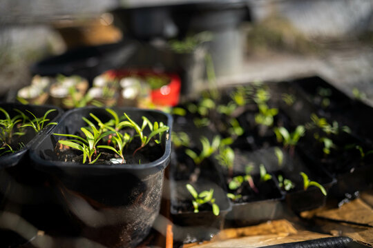 Seeds Growing In Compost In Pot In Australia, Green Seedlings Grow In Soil In Hobart Tasmania 