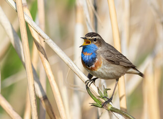 Bluethroat, Luscinia svecica. The male sings while sitting on a cane stalk
