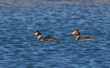 Great crested grebe, Podiceps cristatus. A pair of birds floating on a river