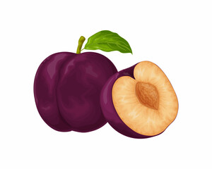 Plum. Ripe purple plum. Fresh sweet plum. Ripe juicy plum berry in the section. Vegetarian organic product. Vector illustration isolated on a white background