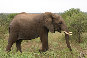 Obraz premium Afrikanischer Elefant / African elephant / Loxodonta africana