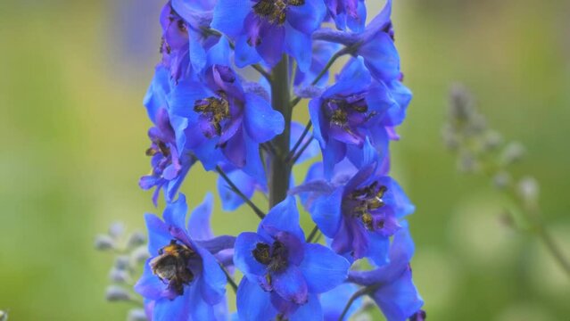 Blue flower is the delphinium on a natural background