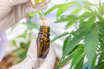 closeup hand drop hemp oil cannabis extract CBD medical product for pain relief from marijuana...