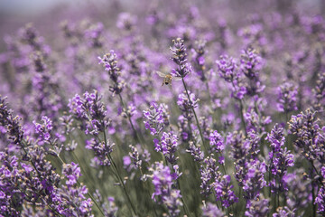 Bee pollination of a lavender flower in a lavender field, medium plan, horizontal
