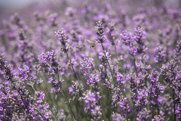 Naklejka premium Bee pollination of a lavender flower in a lavender field, medium plan, horizontal 