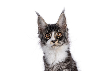 Head shot of expressive Maine Coon cat kitten, sitting up facing front. Looking straight to camera. Isolated on a white background.